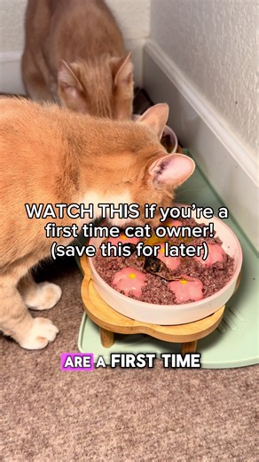First time cat owner? Save this! 🐈🐾 As a certified feline nutritionist, I'm sharing the simple nutrition and setup foundation that helps keep feeding stress-free for your first cat! 🔗 I've also linked my