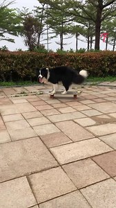 Dog skateboards like a pro! (For entertainment purposes only. Consult professionals if guidance on activities is presented. No brand affiliation is implied if any are shown. If inspired by true events, creative adaptations may be included. Content may include public footage.) | Family World