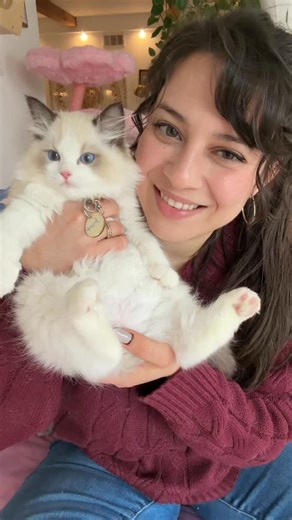 Jordan’s Ragdoll Kittens | Raw Fed 🥩| Cat Mama on Instagram: "Why I fell in love with the Ragdoll ❤️ I often get asked if a ragdoll is right their home and the answer depends on how needy you want your kitty to be! ragdolls get lonely if left alone for too long so if you plan to be gone a lot, a ragdoll might not be the best fit for you or at the very least get them a kitty friend! Ragdolls loved to follow you around in every room and will be your little shadow My Ragdolls love people and are u