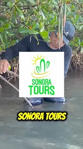 Conoce Sonora♥️😎🫡 Esto es #Sonora Video tomado de redes #Sonora #mexico #conocer #parati | Conociendo Sonora