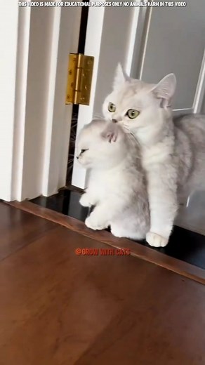 3 Habits to make Cats Love you❤️🤗 #cat #growwithcats #animallovers #catheart #happycat #lovelycat | Grow-with-Cats