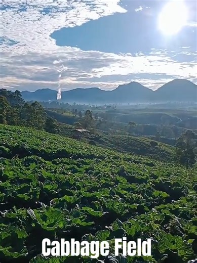Cabbage Field, Tea Estate Plantation, and Mountain in the Background . Another beautiful day await at hikmahfarm Pangalengan. . #sunrise #sunrisemusic #Farm #FarmerLife #hikmahfarmpangalengan
