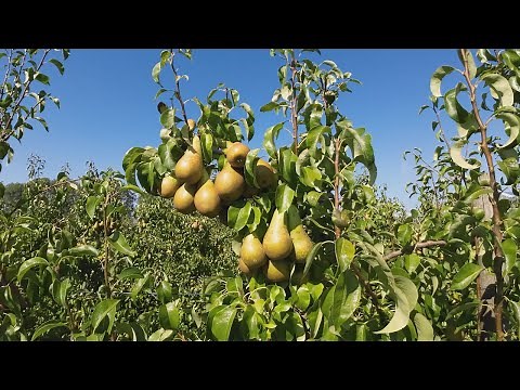 Pear Harvest | Conference and Doyenne Du Comice