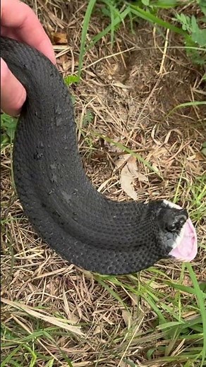Dark Black Hognose Snake Slithering Through Tall Grass