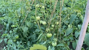 Tomatos Growing Field Support String Supporting: Stockvideos & Filmmaterial (100 % lizenzfrei) 3815029319 | Shutterstock