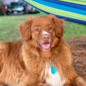 dream_sphiinx - Twitch