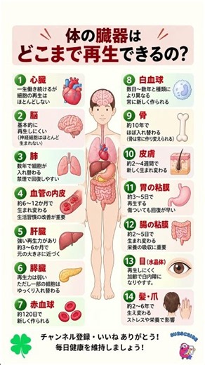 体の臓器はどこまで再生できるの？#健康#臓器#再生#体の仕組み#健康知識#予防医学#加齢#生活習慣