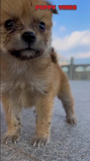 New Puppy's Sweetest Moments Caught on Camera #adorable #viral #trending