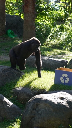 21K views · 191 reactions | This troop knows a thing or two about conservation! 轢 ♻️  Join us tomorrow for a special Earth Day themed enrichment session with Zoo Specialist Sarah Ashley as she discusses the significant impact of the Gorillas on the Line program. | Busch Gardens Tampa Bay | Facebook