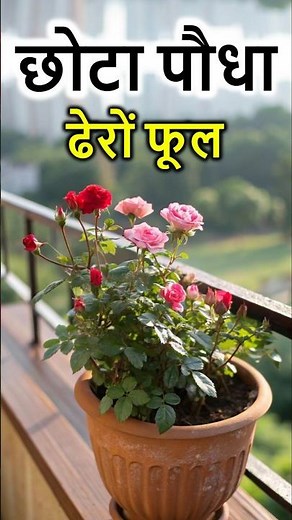 Miniature Rose – The royalty of big flowers in a small size!🌹🏡