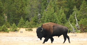 Bison gores man near Old Faithful in Yellowstone National Park