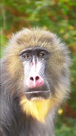 Meet the Mandrill: The world's most colorful primate!