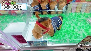完璧過ぎでしょ！サラブレッドコレクション攻略は俺に任せろ！新作ポケモンも久々チャレンジ！ 04