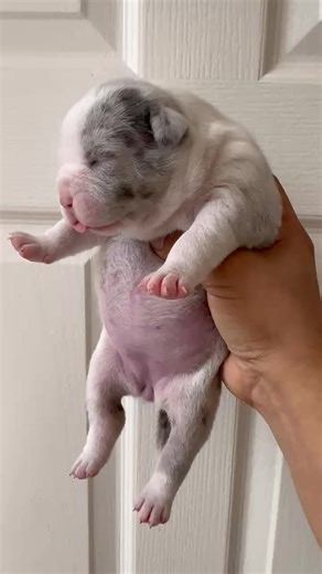 The boy Lexx threw down with IntegrityPrime Lucky Merle female Aurora 🤧🤧🤧🤧 This girl is only a Week Old 💪🏾💪🏾‼️💯 Can’t wait to see her in a few weeks ‼️‼️😎 | Barry Lanham