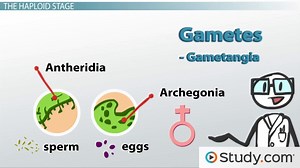 Fern Reproduction & Life Cycle | Overview & Diagram - Video | Study.com