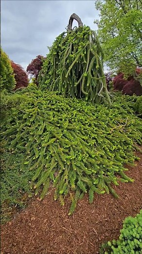Cobra Norway Spruce #gardening #conifers #design #landscaping #gardendesign #spruce
