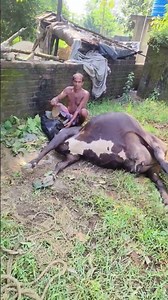 Bloat symptoms in a jersey cow#cow bed