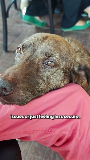 Why do Dogs become more Clingy as they Age?