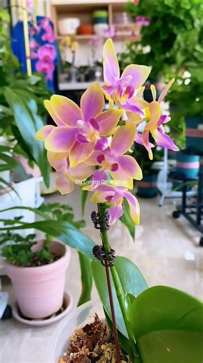 Balcony Gardening ideas At Home 🌼🌱 #homegarden #balconygarden #gardening #plants #flower