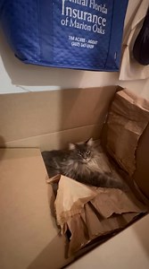 Who doesn’t love a fresh Chewy cardboard box 📦 😹 | Fisher The Maine Coon