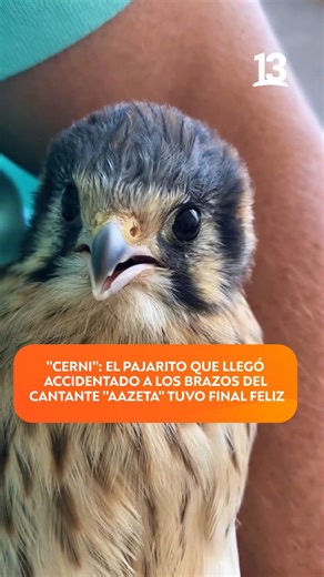El13 on Instagram: "¡Un final feliz para Cerni!🥰 El cantante Aazeta compartió en sus redes sociales la llamativa historia de un pajarito que llegó a su lado en delicado estado de salud, puesto que no podía volar. Ante esta situación, él rápidamente intentó alimentarlo y descubrir lo que le pasaba, además de contactar al SAG. Tras el paso de las horas, el cantante se encariñó con el pajarito y hasta nombre le puso: ¡Cerni! Finalmente, personal del SAG acudió en su rescate para llevarlo a un refu