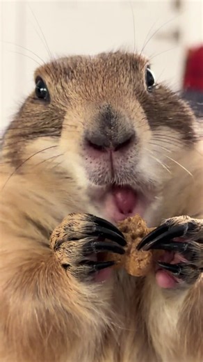 Poppy’s Wahoo Compilation — Funny Prairie Dog Wahoos