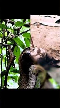 Sloths are fascinating creatures, and gentle tree-dwellers.
