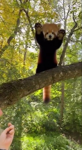 WAVING Red Panda Says HELLO! 👋 You Won't Believe How Cute This Is!