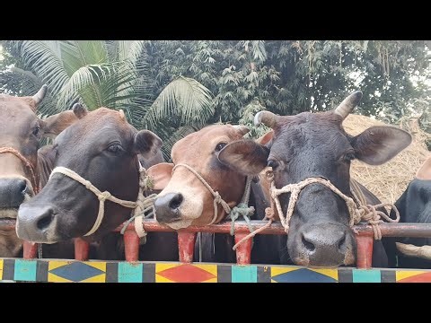 Big Cow Loading 😱🐄 | Village Life#cowvideos #villagecow #villagelife