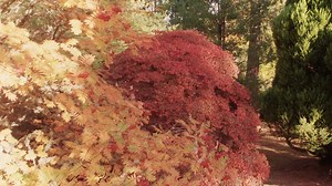 1.4K views · 52 reactions | Make a date to visit the world-renowned arboretum Dawyck Botanic Garden this autumn. Set amidst a picturesque glen in the heart of the Scottish Borders, experience the radiant autumn colour of this 65-acre garden which offers a variety of woodland and burnside walks. www.rbge.org.uk/dawyck | Royal Botanic Garden Edinburgh | Facebook