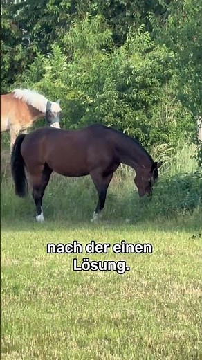 Viele suchen nach der einen Lösung. Die meisten Pferde brauchen zehn.