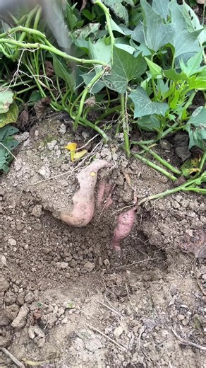 Effective Potato Harvesting Techniques for Beginners