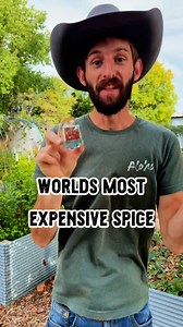 Our friend Noah with the Shiloh farm breaking down the process of growing Saffron! | Shesrootedhomesaffron