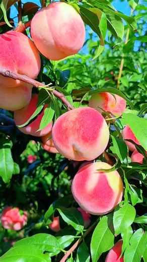 Sweet Juicy Peaches Fresh From Nature 🍑✨ #shorts