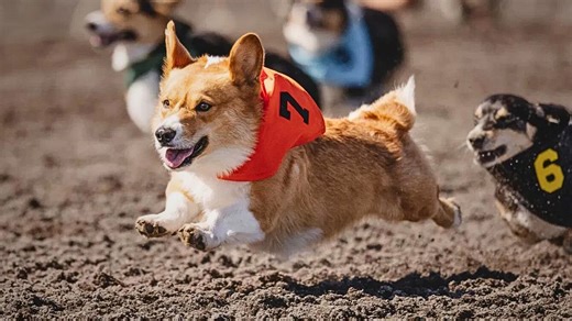 Corgi Racing