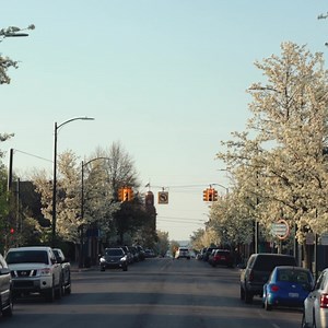 1.3K reactions · 250 shares | Blossoms are blooming in the Cherry Capital! Traverse City is home to scenic cherry orchards that are showing off their spring display. | Traverse City Tourism | Facebook