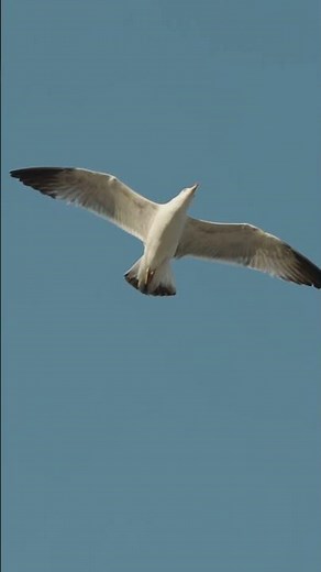 4k video of seagull spreading wings gracefully and flying. ‪@atmosyoutube‬