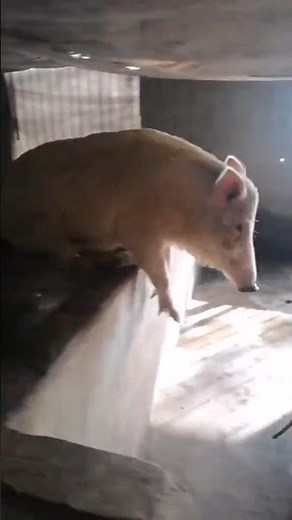 3 Ways to Raise Pigs for BIG Farmhouse Profits! 🐷💰 | For Education Only