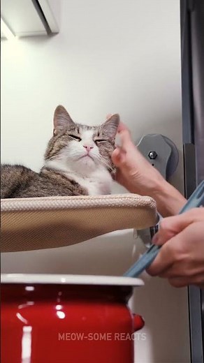 Furry Friends' Ultimate Life Hacks! 🐶🐱