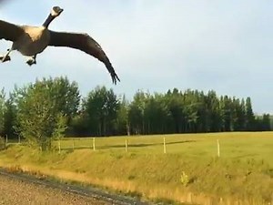 A guy stopped his truck to help a lost goose... and she did the most trusting thing ❤ Credit: ViralHog | Virality