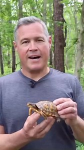Charismatic, cute, and best kept in wild. #WildTurtleWeek #EveryTurtleCounts #ShellebrateTurtles | U.S. Fish and Wildlife Service Northeast Region
