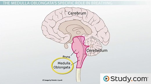 Medulla Oblongata vs. Pons | Locations, Functions & Structures