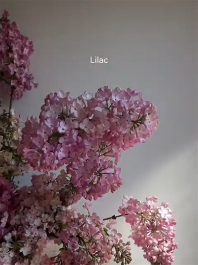 🌸 Природна краса рожевого кольору 🌸 🌸💗🌺 Рожевий - це ніжність, гармонія та чарівність природи. Саме цей колір часто символізує весну, любов і нове життя 💗🌷 ✔️ Підписуйтеся, ставте лайк - об’єднуймося разом! 📲 Telegram: https://t.me/technology_center_pc ▶️ YouTube: https://www.youtube.com/@TechnologyCenterPC #technologycenter #природа #рожевийколір #красаприроди #квіти #весна #гармонія #натхнення #nature #pink #flowers #spring