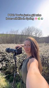 Spring = the best season for wildlife and birdsong 🎶🐣🌿🌸😍 @hannahstitfall on Instagram 🫶 #wildlifephotography #wildlife #birdwatching | Hannah Stitfall