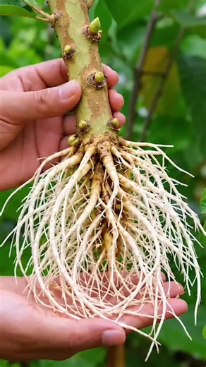 Learn How To propagate a Guava Trees using a simple air layering technique. 🌱 In this video, I show the complete process of selecting a healthy guava branch, preparing the rooting area, attaching a plastic container around the branch, filling it with a moist growing medium, watering it properly, and allowing new roots to develop. After the rooting period, the container is opened to reveal a healthy network of new roots. The rooted branch can then be separated from the mother plant and grown as 