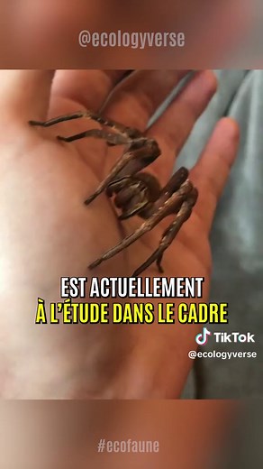 L'Araignée Banane: La Plus Dangereuse du Monde