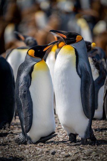 Once visited, South Georgia never leaves your soul. | Swoop Antarctica | Facebook