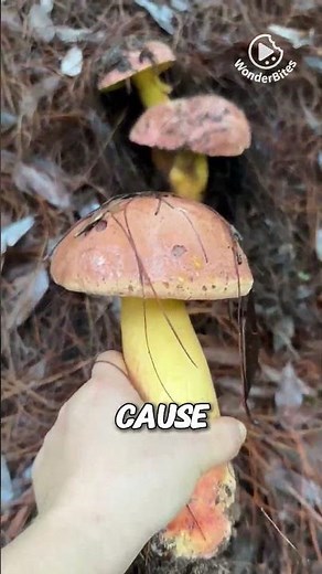Edible poisonous mushrooms
