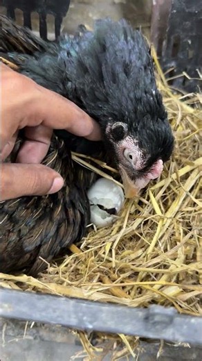 Ever seen - hen breaking egg to see her baby