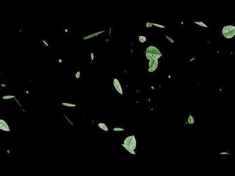 🍃 4K Leaf Fall Motion Graphics Video | Black Background | 100% Copyright FREE | 60 Seconds